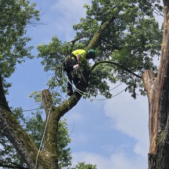 PJ & Sons Tree Service - Tree Services Near Me PJ & Sons Tree Service - Tree Services Near Me
