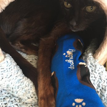 Lotus Veterinary House Calls - A.J. loved his cubby hole with is catnip sock! - Veterinarians Near Me - San Francisco, California