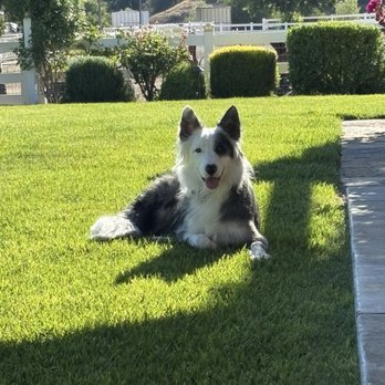 Wessmade K9 - Flynn - Pet Training Near Me Wessmade K9 - Flynn - Pet Training Near Me