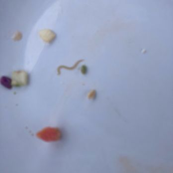 Pier 16 - Worm still alive on plate with food. - Cocktail Bars Near Me - Tybee Island, Georgia Pier 16 - Worm still alive on plate with food. - Cocktail Bars Near Me - Tybee Island, Georgia