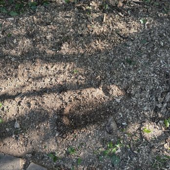 Fúnez Tree Service - Stump ground - Tree Services Near Me Fúnez Tree Service - Stump ground - Tree Services Near Me