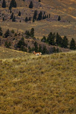 Lamar Valley by null