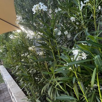 Divine Design Landscaping - Landscaping Near Me - Phoenix, Arizona