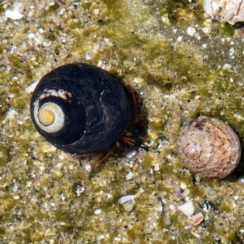 Cabrillo National Monument - Black shell - what is it? - Parks Near Me - San Diego, California Cabrillo National Monument - Black shell - what is it? - Parks Near Me - San Diego, California