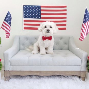 Little Paws Parlour - Pet Groomers Near Me Little Paws Parlour - Pet Groomers Near Me