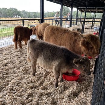 Frogmore Fields - Pick Your Own Farms Near Me - Dade City, Florida