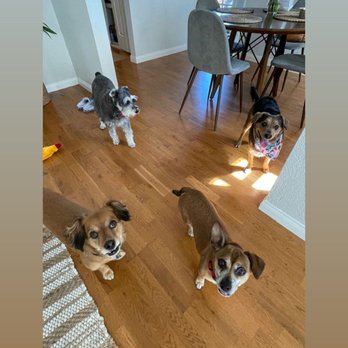 Waggy Trails - happy fur babies - Dog Walkers Near Me