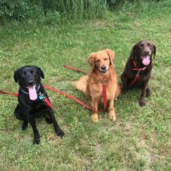 adASTRA Training & Pet Care