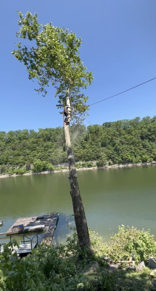 Mother Nature & Co - tree service in Lexington-Fayette, KY