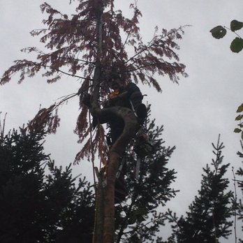 Tree Masters - Removing dead cedar tree. - Tree Services Near Me - Portland, Oregon