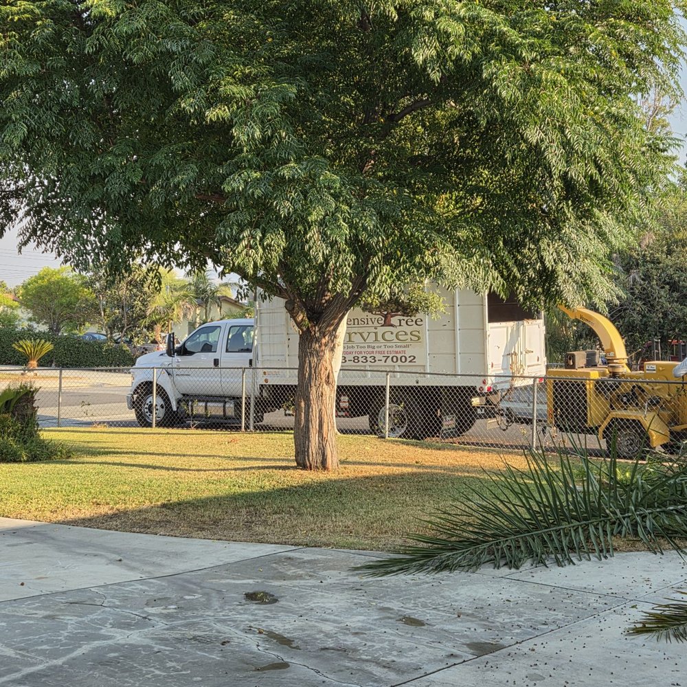 Inexpensive Tree Services - Tree Services Near Me - Los Angeles, California
