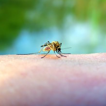 Barefoot Pest Control - Pest Control Near Me