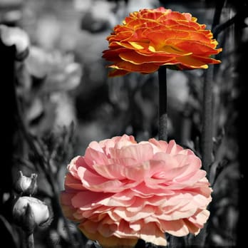 The Flower Fields - Venues & Event Spaces Near Me - Carlsbad, California The Flower Fields - Venues & Event Spaces Near Me - Carlsbad, California