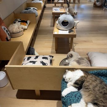 Cat Café MOFF - One side of the cafe - Themed Cafes Near Me - Honolulu, Hawaii