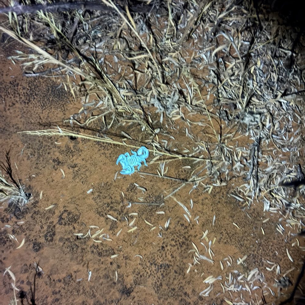 Moab Rim Rv Campark - More scorpions. - RV Rental Near Me - Moab, Utah Moab Rim Rv Campark - More scorpions. - RV Rental Near Me - Moab, Utah