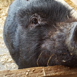 D'Amours - Piggie!
