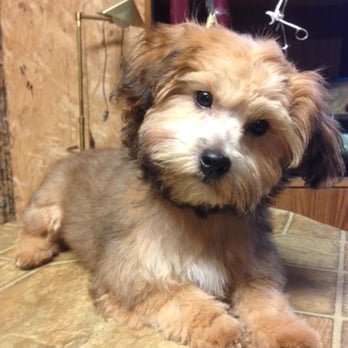 Pampered Pets Grooming - Pet Groomers Near Me - Killen, Alabama Pampered Pets Grooming - Pet Groomers Near Me - Killen, Alabama