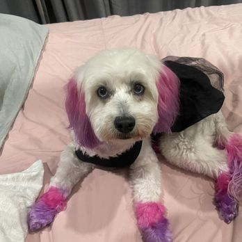 After Hours Dog Grooming - Pet Groomers Near Me - Oakland, California