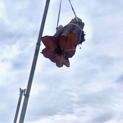 Everest Tree Service - Everest tree service removing ash tree with crane
