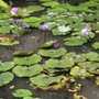 Photo of Ken's Home and Pond Experts