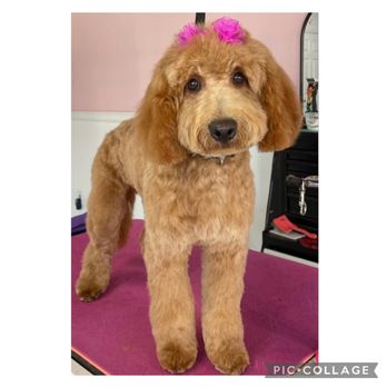 The Paw Wash - Pet Groomers Near Me The Paw Wash - Pet Groomers Near Me