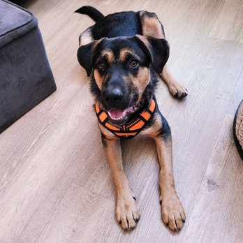 It's Not Magic Dog Training - Cheddar was such a smart boy during our consultation. This pup is going to shine in future sessions! - Pet Training Near Me