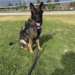 K9 Clarity
