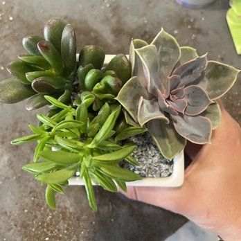 Succulent Native - Nurseries & Gardening Near Me - Austin, Texas