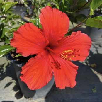 Lakewood Nursery - Nurseries & Gardening Near Me - Cypress, California Lakewood Nursery - Nurseries & Gardening Near Me - Cypress, California