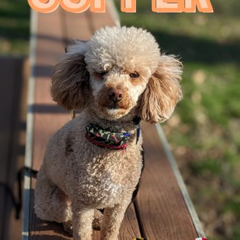 Off Leash K9 Training Maryland - Copper is here for our board and train with trainer Kit - Pet Training Near Me - Elkridge, Maryland Off Leash K9 Training Maryland - Copper is here for our board and train with trainer Kit - Pet Training Near Me - Elkridge, Maryland