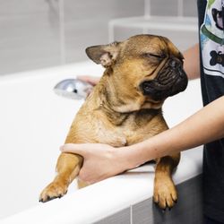 Dogtopia
