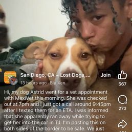 The poor  dog  who is scared and lost in Tijuana