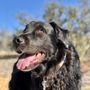 Photo of Canine Adventure Camp
