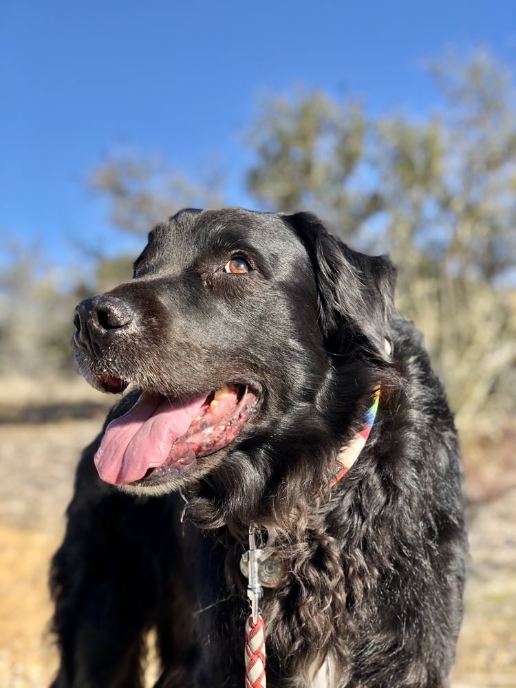 Canine Adventure Camp - pet boarding facility in Portland, OR