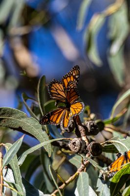 Monarch Butterfly Grove by null