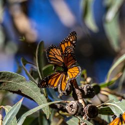 Monarch Butterfly Grove - Monarch Butterfly Grove - Pismo Beach, CA