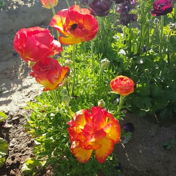 The Flower Fields - Beautiful - Venues & Event Spaces Near Me - Carlsbad, California The Flower Fields - Beautiful - Venues & Event Spaces Near Me - Carlsbad, California