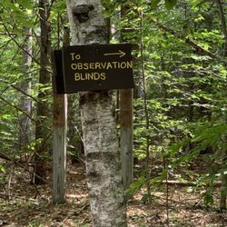 Davis Path at The Esther Currier Wildlife Management Area - Trails to observation points from the Davis Trail