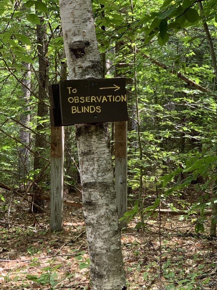 Social spots from Davis Path at The Esther Currier Wildlife Management Area