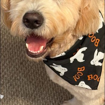 Doggy Details - Our happy dog, Mike , with his new bandana! - Pet Groomers Near Me - Sewell, New Jersey Doggy Details - Our happy dog, Mike , with his new bandana! - Pet Groomers Near Me - Sewell, New Jersey