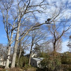 LaChance Tree Professionals - Inaccessible areas are a custom fit for our tree climbers