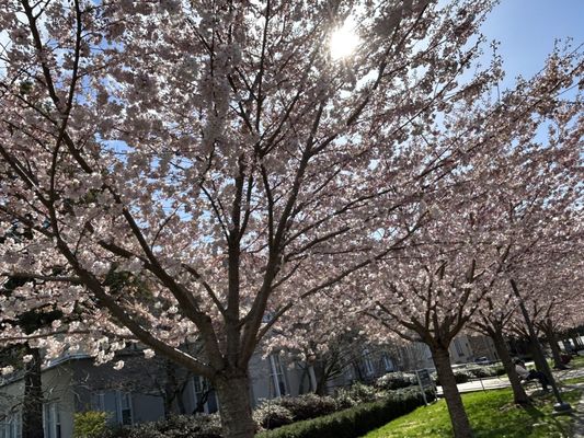 The University of British Columbia by null