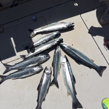 Kingfisher Charters - We caught a few more after this too! - Tours Near Me - Chicago, Illinois Kingfisher Charters - We caught a few more after this too! - Tours Near Me - Chicago, Illinois