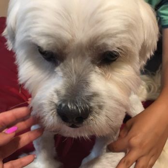 Doggie Grooming Mobile Spa - So fresh and so clean - Pet Groomers Near Me Doggie Grooming Mobile Spa - So fresh and so clean - Pet Groomers Near Me
