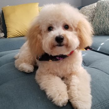 Pinole Paws Pet Grooming - Pet Groomers Near Me - Pinole, California Pinole Paws Pet Grooming - Pet Groomers Near Me - Pinole, California