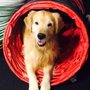 Photo of Wolverine Dog Training Club