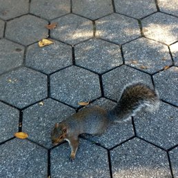 This critter loves my Lithuanian black rye bread, purchased from the East Village Meat Market on 2nd Ave & 9th St