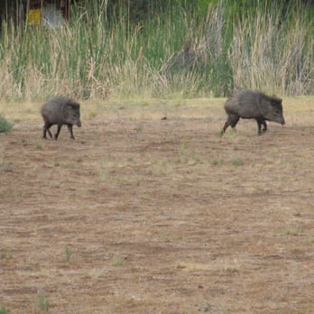 Arizona - javelina - Landmarks & Historical Buildings Near Me - Tempe, Arizona