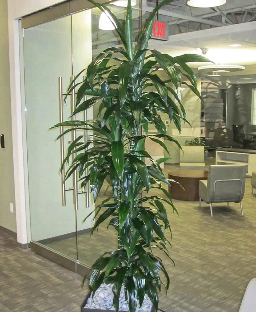 DIVERSIFOLIA PLANT SERVICE Request Consultation Salem, Oregon