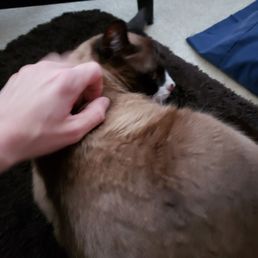 Moxley get's a nice back rub during Ron's visit...pics text to me from Ron